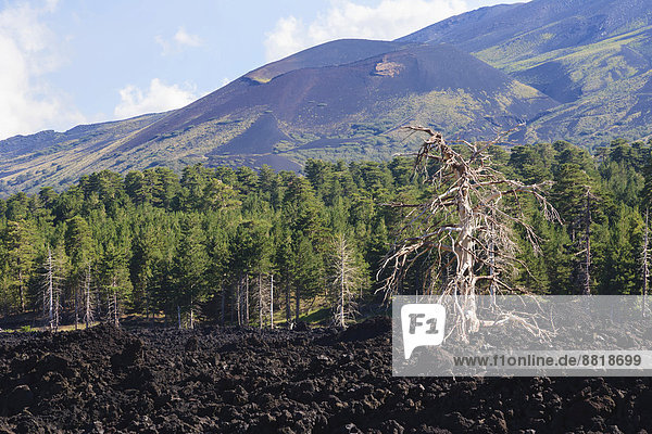 Lava field on the foothills of Mount Etna Catania Sicily Italy
