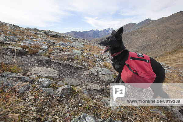 Alaskan Husky  Packhund mit Hundepacktaschen  Tombstone Territorial Park  Yukon  Kanada