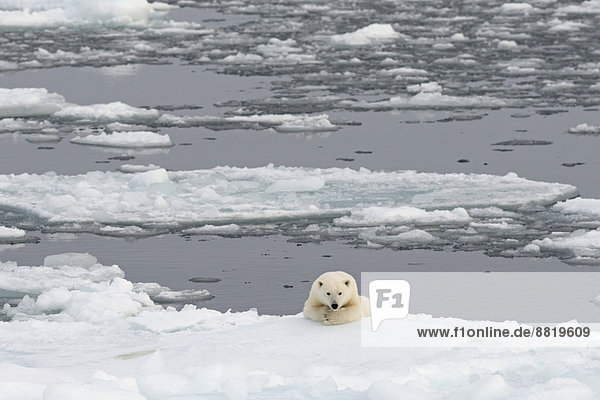 Liegender Eisbär (Ursus maritimus) auf dem Packeis  Insel Spitzbergen  Inselgruppe Spitzbergen  Svalbard und Jan Mayen  Norwegen