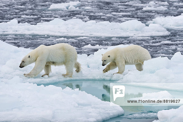 Eisbären (Ursus maritimus)  Weibchen und Jungtier auf einer Eisscholle im Packeis  Insel Spitzbergen  Inselgruppe Spitzbergen  Svalbard und Jan Mayen  Norwegen