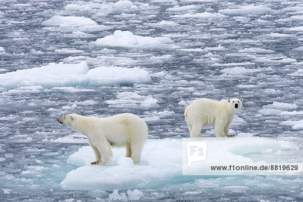 Eisbären (Ursus maritimus)  Weibchen und Jungtier auf einer Eisscholle im Packeis  Insel Spitzbergen  Inselgruppe Spitzbergen  Svalbard und Jan Mayen  Norwegen