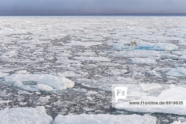 Eisbär (Ursus maritimus) im Packeis  Insel Spitzbergen  Inselgruppe Spitzbergen  Svalbard und Jan Mayen  Norwegen