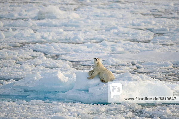 Eisbär (Ursus maritimus)  Männchen sonnt sich auf einer Eisscholle  Packeis  Insel Spitzbergen  Inselgruppe Spitzbergen  Svalbard und Jan Mayen  Norwegen