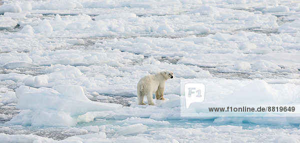Eisbär (Ursus maritimus)  Männchen auf einer Eisscholle stehend  Packeis  Insel Spitzbergen  Inselgruppe Spitzbergen  Svalbard und Jan Mayen  Norwegen