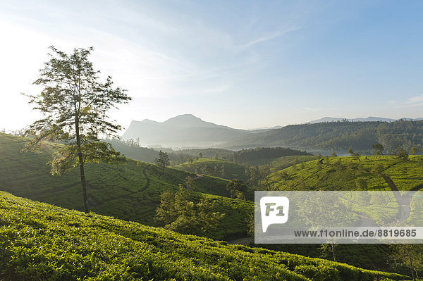 Teeplantage  hügelige Landschaft  Kandapola  Nuwara Eliya  Zentralprovinz  Sri Lanka