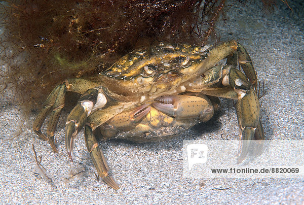 Mediterranean Green Crab (Carcinus mediterraneus)  courtship display  Black Sea  Crimea  Ukraine