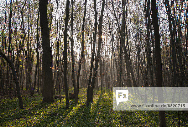 Morning atmosphere in a beech conservation area with wild garlic as ground cover  Mönchbruch Nature Reserve  Möhrfelden  Hesse  Germany