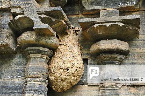 Nest von Hornissen (Vespa tropica) an einem Tempel  Polonnaruwa  Nord-Zentralprovinz  Sri Lanka