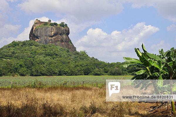 Der Löwenfelsen  ein Magmablock eines erodierten Vulkans  mit der Festungsruine  UNESCO Weltkulturerbe  Sigiriya  Zentralprovinz  Sri Lanka