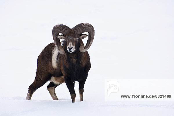 Mouflon (Ovis ammon musimon) in winter  Austria