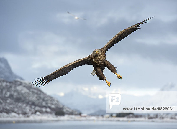 weiß Norwegen Schwanz Tierschwanz Adler