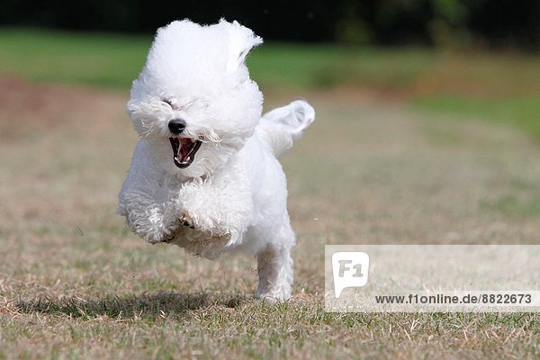 Bichon frise hot sale running