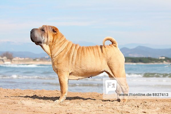 stehend  Strand  Hund  Prince Edward Island  Erwachsener