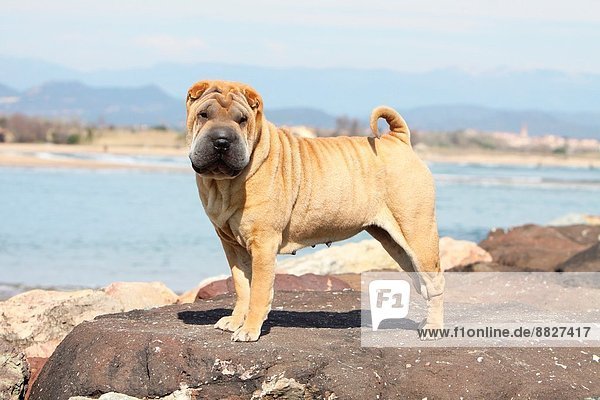Felsbrocken  stehend  Hund  Prince Edward Island  Erwachsener