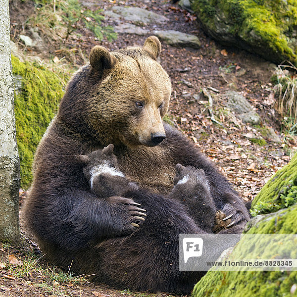European brown bear (Ursus arctos) mother suckling cub  3 months  captive  animal enclosure  Bavarian Forest National Park  Bavaria  Germany