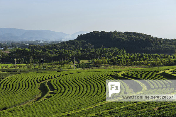 Boon Rawd Farm  Singha Park  Teeplantagen  Gartenanlagen  Chiang Rai  Provinz Chiang Rai  Nordthailand  Thailand