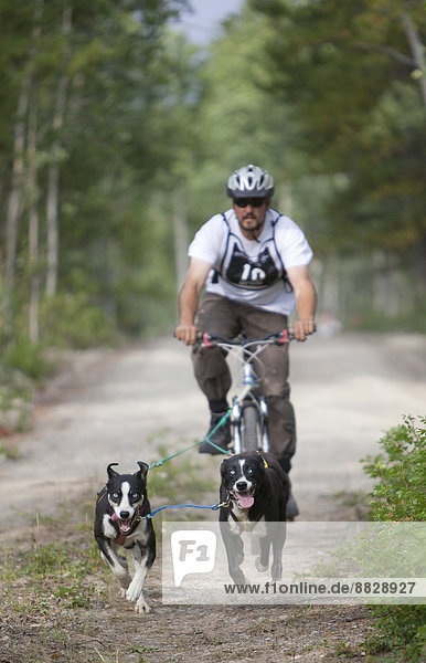 Man bikejoring or bikejöring  two Alaskan Huskies pulling a mountain bike  Yukon Territory  Canada