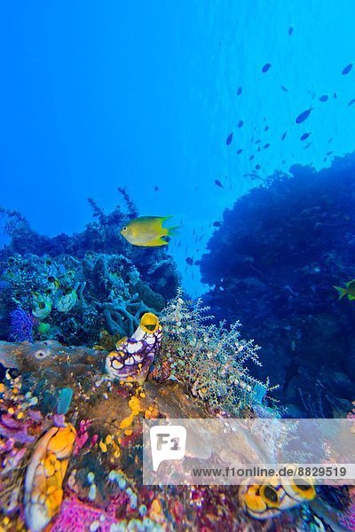 Coral Reef Reef Building Coral Bunaken National Marine Park Bunaken North Sulawesi Indonesia Asia.