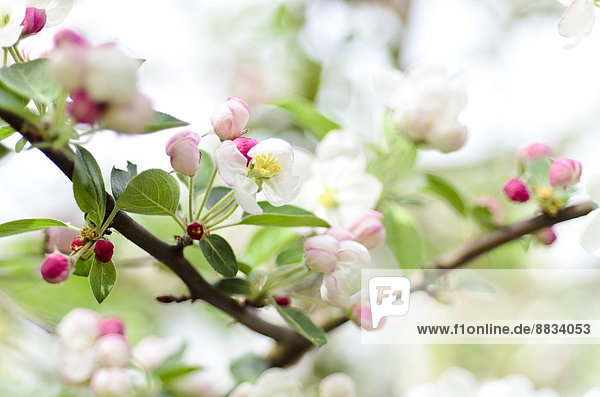 Weiße und rosa Blüten des Apfelbaums