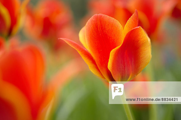 Rot-orange Tulpen (Tulipa)