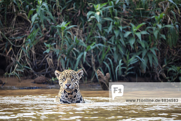 Südamerika  Brasilia  Mato Grosso do Sul  Pantanal  Cuiaba River  Jaguar  Panthera onca  im Wasser
