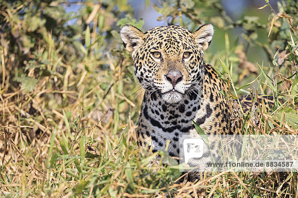 South America  Brasilia  Mato Grosso do Sul  Pantanal  Jaguar  Panthera onca