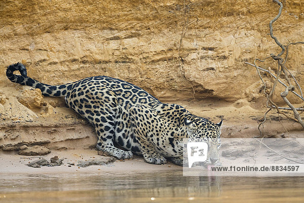 Südamerika Brasilia Mato Grosso do Sul Pantanal Cuiaba River Jaguar Panthera onca Trinken
