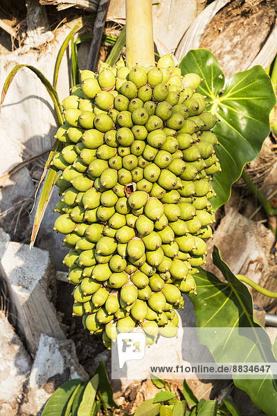 Brazil  Mato Grosso do Sul  Pantanal  Palm nuts of the Butia yatay palm