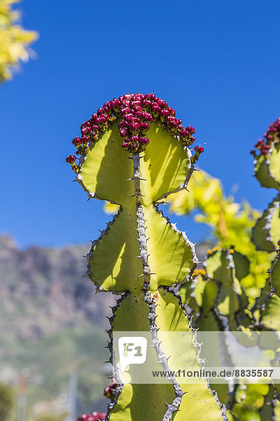 Spanien  Gran Canaria  San Bartolome de Tirajana  Kanarische Inselsporn  Euphorbia canariensis  im Hintergrund Pozo de las Nieves
