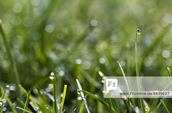 Blade of grass with dewdrop