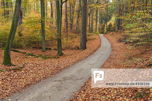 Deutschland  Mecklenburg-Vorpommern  Waldweg im Herbst