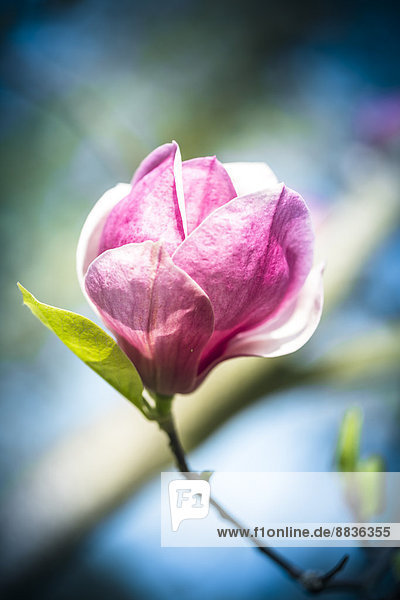 Rosa Magnolienblüte