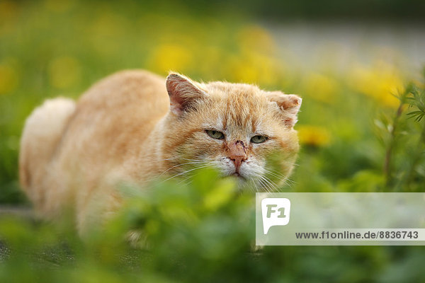 Tomboy im Gras sitzend