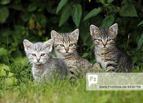 Three tabby kitten sitting in grass