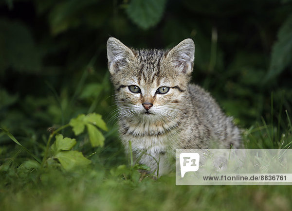 Portrait of tabby kitten sitting in grass