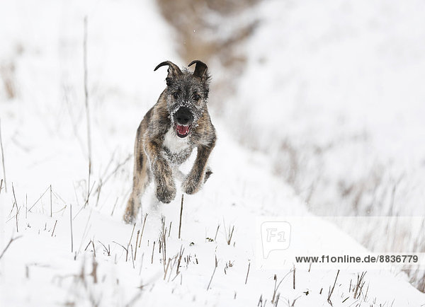 Irish Wolfhound Welpe (Canis lupus familiaris) läuft auf verschneiter Wiese