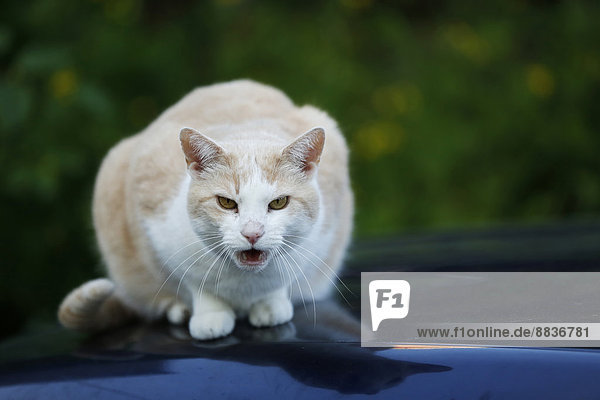 Miauende Katze (Felis silvestris catus) auf der Motorhaube sitzend