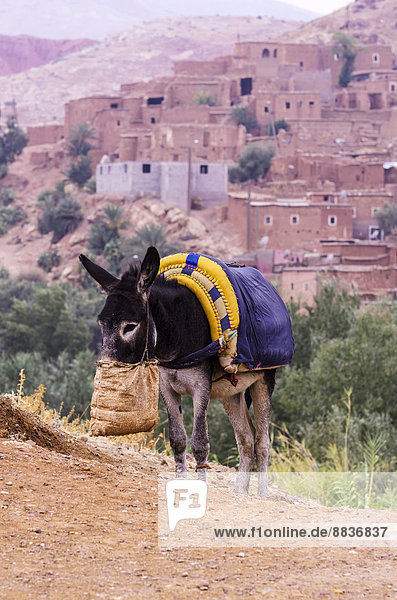 Marokko  Marrakesch-Tensift-El Haouz  Esel in der Region Tahannaout