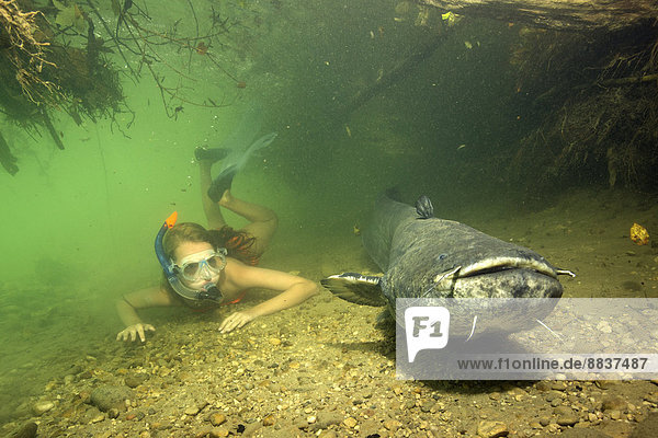 Girl diving with wels catfish  Silurus glandis  in river Alz