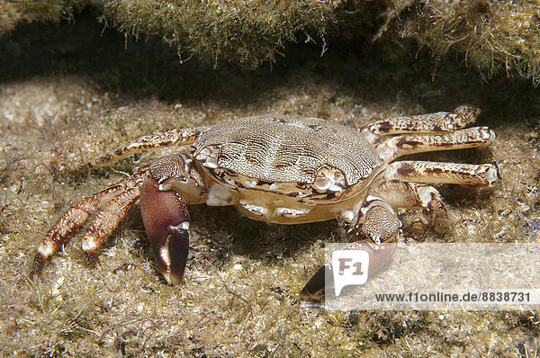 Marbled Rock Crab (Pachygrapsus marmoratus)  Black Sea  Crimea  Russia
