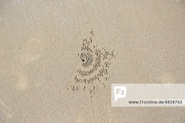 Hinterlassenschaft einer Sandkugelkrabbe (Scopimera globosa)  Ao Nang Beach  Provinz Krabi  Thailand