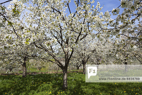 Kirschbäume in voller Blüte  Obereggenen  Markgräflerland  Schwarzwald  Baden-Württemberg  Deutschland