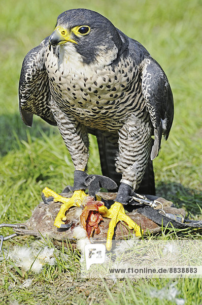 Peregrine Falcon (Falco peregrinus) with its prey  captive  North Rhine-Westphalia  Germany