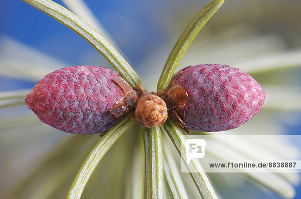Common Spruce (Picea abies)  female cones  Hesse  Germany