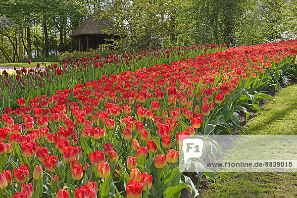 Tulpen (Tulipa-Hybriden) im Keukenhof  Lisse  Südholland  Niederlande