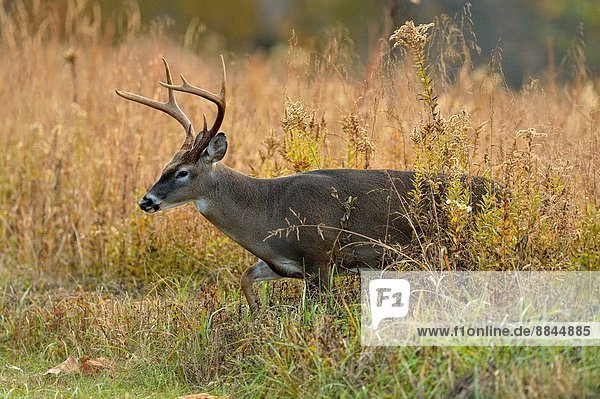 White-tailed deer (Odocoileus virginianus) Male/buck/stag in Cades Cove with autumn antlers  Great Smoky Mountains NP  Tennessee  USA.