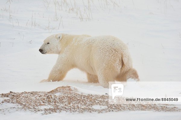 Polar Bear (Ursus maritimus)  Wapusk NP  Cape Churchill  Manitoba  Canada.