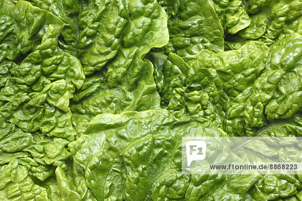 Korean Lettuce