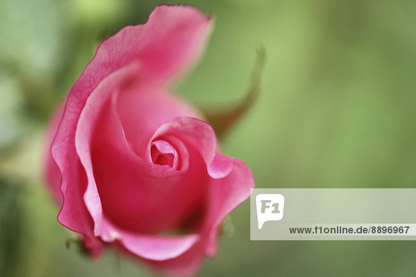Rose flower