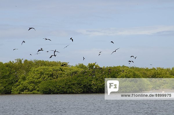 Vogel  Karibik  Westindische Inseln  Mittelamerika  Fregattvogel  Fregatidae  Antigua und Barbuda  Lagune  Leeward Islands